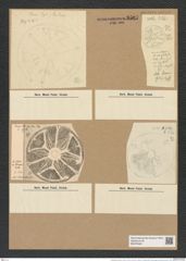 Actinoptychus stella var. thumii A. Schm. (de-Toni-Nr.: Genus 227, Species 5615) Zeichnungen Sammlung Grunow Nr. 9507 (NHMW-BOT-W0379493)